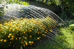 Irrigation & Sprinklers