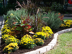 Landscape Design & Installation