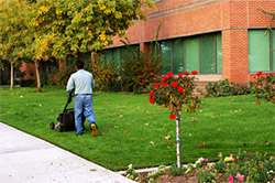 Lawn Maintenance