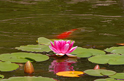 Ponds & Fountains