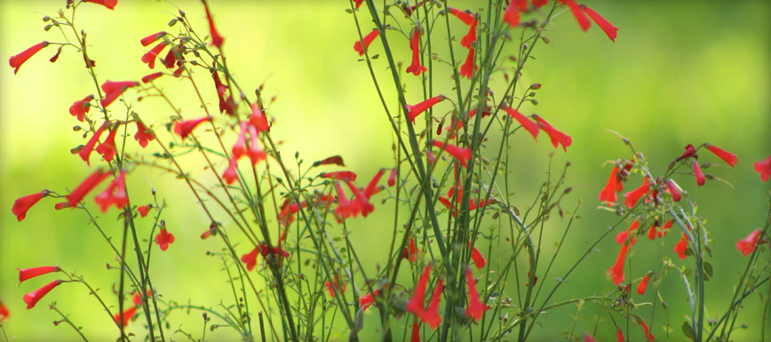 J.Kanka Lawn and Landscape