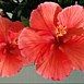 Photo Gallery